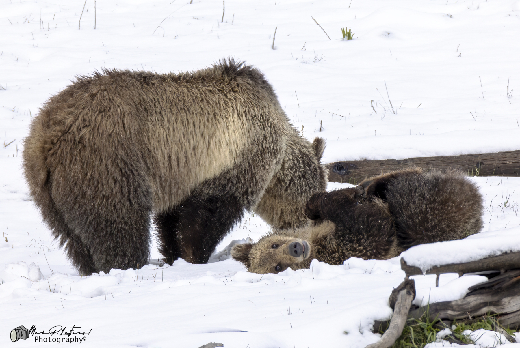 Snow with one of her cubs goofing off, Yellowstone National Park